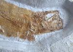 Tharsis dubius (BLAINVILLE 1818) - Bild © FossNet FossilienStore